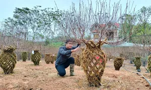 Ghép đào thành hình lục bình bán Tết